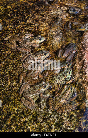 lowland leopard frog, rana, lithobates, yavapaiensis, frog, animal Stock Photo