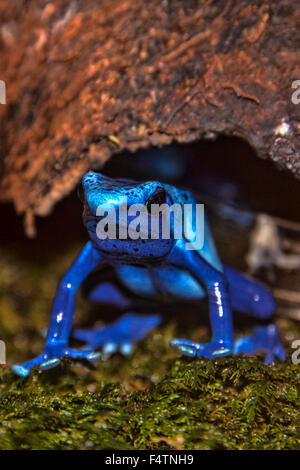 blue poison dart frog, dendrobates azureus, frog, animal Stock Photo