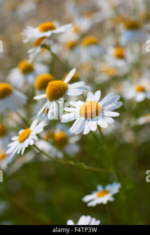 Wild camomile daisy flowers growing on green meadow, summer time Stock Photo