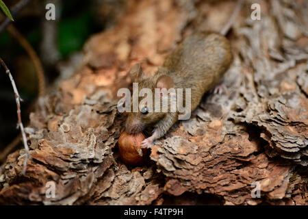 Yellow-necked mouse, Apodemus flavicollis, Muridae, Rodentia, mouse, Rodent, mammal, animal, Ulrichen, Canton of Valais, Switzer