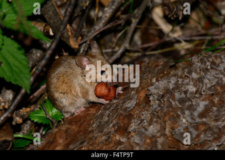 Yellow-necked mouse, Apodemus flavicollis, Muridae, Rodentia, mouse, Rodent, mammal, animal, Ulrichen, Canton of Valais, Switzer