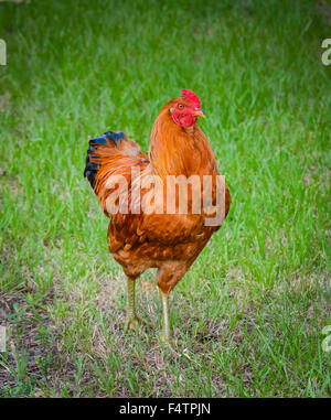 A fine example of a Rhode Island Red Chicken, standing in green grass