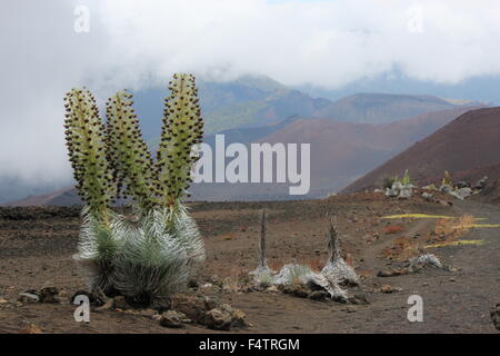 A Haleakala silverswords plant ready to bloom in a desolate cinder field crater along the Sliding Sands Trail at the Haleakalā National Park, Hawaii. The silversword is an endangered species that is found only within Haleakalā National Park on the cinder slopes of Haleakalā Crater. Stock Photo