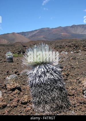 A Haleakala silverswords plant in a desolate cinder field crater along the Sliding Sands Trail at the Haleakalā National Park, Hawaii. The silversword is an endangered species that is found only within Haleakalā National Park on the cinder slopes of Haleakalā Crater. Stock Photo