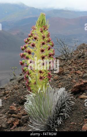 A Haleakala silverswords plant ready to bloom in a desolate cinder field crater along the Sliding Sands Trail at the Haleakalā National Park, Hawaii. The silversword is an endangered species that is found only within Haleakalā National Park on the cinder slopes of Haleakalā Crater. Stock Photo