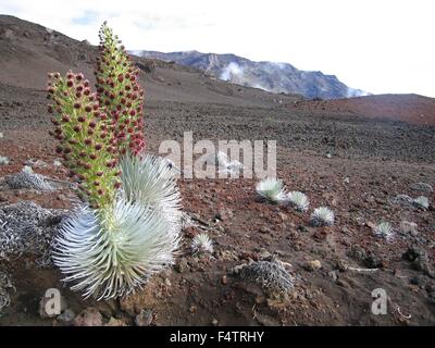 A Haleakala silverswords plant blooming in a desolate cinder field along the Sliding Sands Trail at the Haleakalā National Park, Hawaii. The silversword is an endangered species that is found only within Haleakalā National Park on the cinder slopes of Haleakalā Crater. Stock Photo