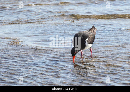 Pied Oystercatcher (Haematopus longirostris) looking for food at the shore of Lake King in Lakes Entrance, Victoria, Australia. Stock Photo