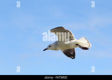 Silver Gull (Chroicocephalus novaehollandiae) flying over Lake King in Lakes Entrance, Victoria, Australia. Stock Photo
