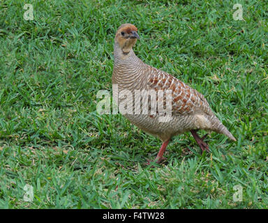 Grey Francolin (Francolinus pondicerianus) a species of bird introduced to Maui from India and/or Pakistan Stock Photo