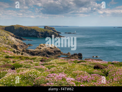 Skomer Island, Pembrokeshire, Wales Stock Photo