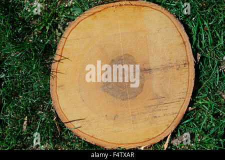 A cross section of a tree showing growth rings on the wood inside Stock Photo