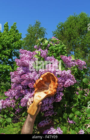 Carved handmade decorative wood spoon near lilac tree. Stock Photo