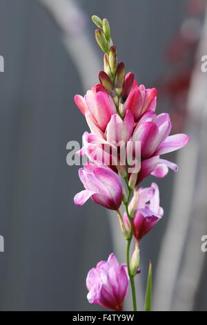 Pink Ixia flowers Stock Photo - Alamy