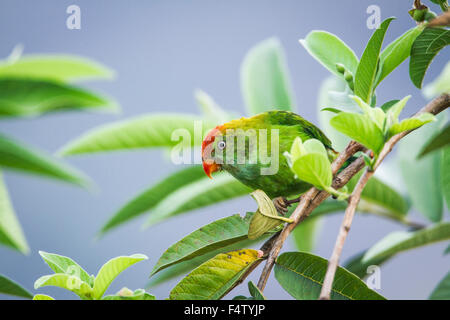 Ceylon Hanging-Parrot specie Loriculus beryllinus Stock Photo