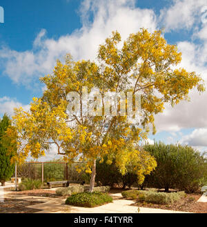 Acacia pycnantha, golden wattle tree, with mass of yellow flowers growing in botanic garden against blue sky in South Australia Stock Photo