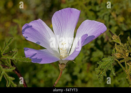 Purple flower & green leaves of Alyogyne huegelii, Australian wildflower, native hibiscus in the wild on dark background Stock Photo