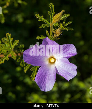 Purple flower & green leaves of Alyogyne huegelii, Australian wildflower, native hibiscus in the wild on dark background Stock Photo