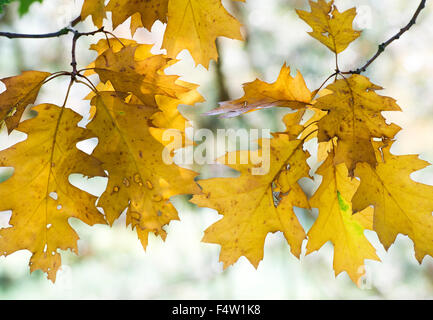 Quercus palustris 'pendula'. Pin oak leaves in autumn changing colour. UK Stock Photo