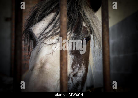 Close up of a horse behind the bars of a stable. Stock Photo