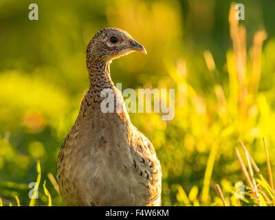Beautiful Female Common British Pheasant (Phasianus colchicus) foraging in natural woodland forest setting. Stock Photo