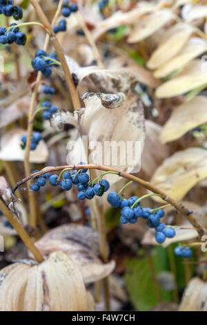 Solomon's seal berries Stock Photo