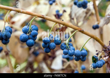 Solomon's seal berries Stock Photo