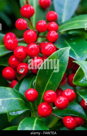 Japanese Skimmia japonica red berries closeup Stock Photo