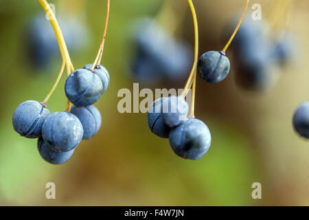 Solomon's seal Polygonatum odoratum,  poisonous fruits, berries Stock Photo