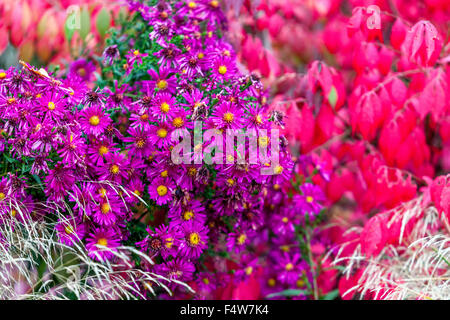 Aster and Euonymus alatus, Winged spindle, winged euonymus or burning bush asters, colorful autumn leaves garden border Stock Photo