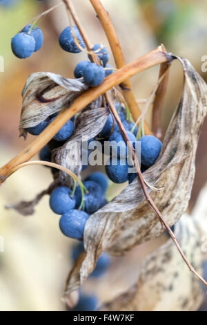 Solomon's seal Polygonatum odoratum,  poisonous fruits, berries Stock Photo