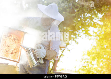 Beekeeper using smoker to calm bees Stock Photo