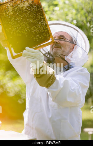 Beekeeper in protective suit examining bees on honeycomb Stock Photo