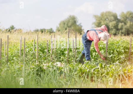 Senior woman checking plants in sunny vegetable garden Stock Photo
