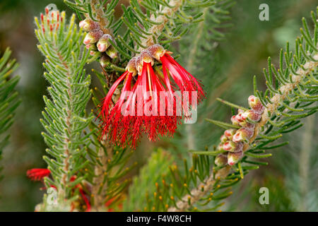 Cluster of vivid red flowers & light green leaves of Calothamnus quadrifidus, one-sided bottlebrush, Australian native shrub Stock Photo