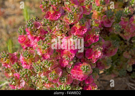 Cluster of bright pink / red flowers & leaves of Maireana brevifolia syn Kochia, Yanga bush, Australia bluebush in outback Stock Photo