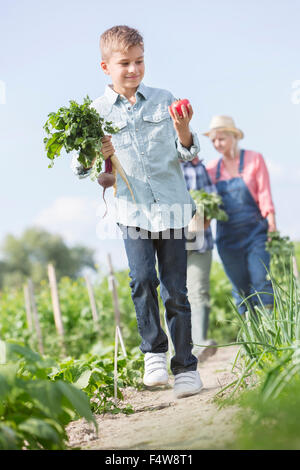 Boy carrying harvested vegetables in sunny garden Stock Photo