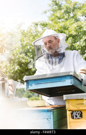 Beekeeper in protective clothing carrying removing beehive lid Stock Photo