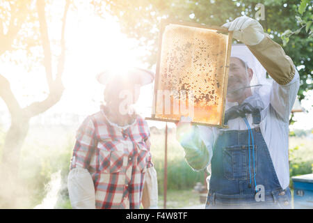 Beekeepers examining sunny bees on honeycomb Stock Photo