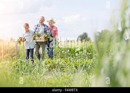 Grandparents and grandson harvesting vegetables in sunny garden Stock Photo