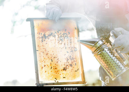 Beekeeper using smoker to calm bees on honeycomb Stock Photo