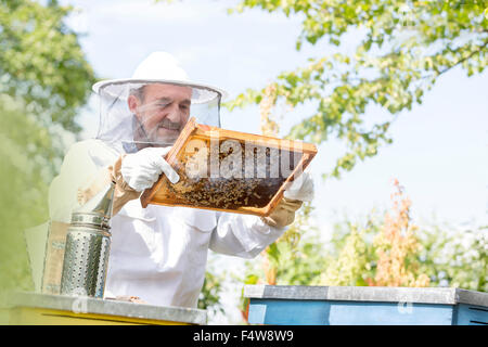 Beekeeper in protective suit examining bees on honeycomb Stock Photo