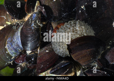 Celtic sea slug, celtic sea-slug, Celtic Seaslug, Nacktschnecke, Onchidella celtica, Onchidiella celtica, Onchidium celticum Stock Photo