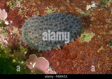 Celtic sea slug, celtic sea-slug, Celtic Seaslug, Nacktschnecke, Onchidella celtica, Onchidiella celtica, Onchidium celticum Stock Photo