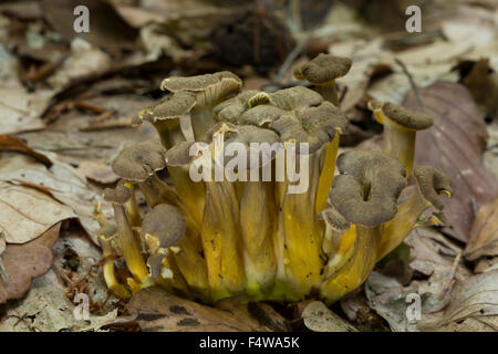 Trumpet Chanterelle, Yellowfoot, Trompeten-Pfifferling, Trompetenpfifferling, Craterellus tubaeformis, Cantharellus tubaeformis Stock Photo