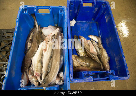 fish in boxes at a fish market ready to go out to customers / restaurants / fish mongers etc Stock Photo