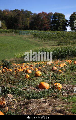 A pumpkin patch near a vineyard during the Fall in New England. Stock Photo