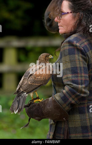 woman falconer with harris hawk Stock Photo