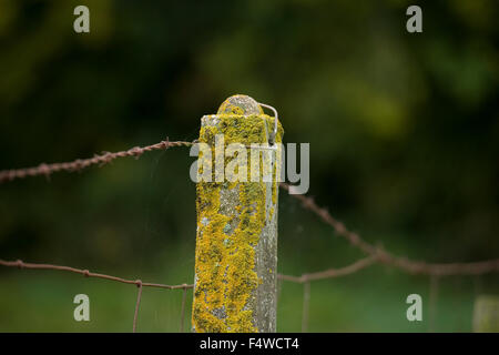fence post covered in lichen Stock Photo