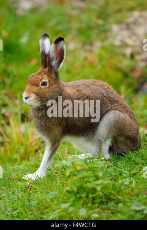Arctic hare (Lepus timidus Varronis), moulting, Canton of Schwyz, Switzerland Stock Photo