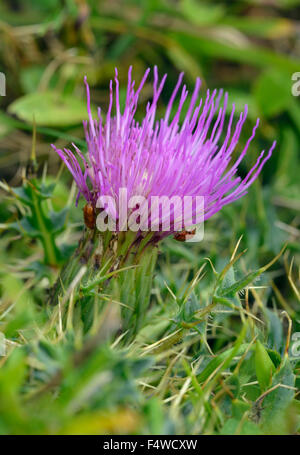 Dwarf Thistle - Cirsium acaule Calcareous Grassland Flower Stock Photo